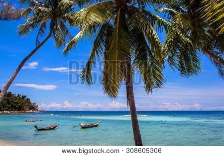 Palms At Haad Yao Beach On Koh Phangan Island, Thailand