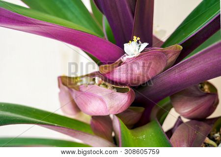 White Flower Of Tradescantia Spathacea In Bloom. Moses-in-the-cradle Inflorescence