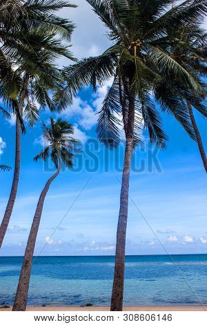 Palms On Haad Khom Beach On Koh Phangan Island, Thailand
