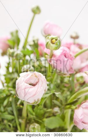 Ranuncolo rosa