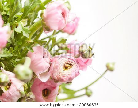 Ranuncolo rosa