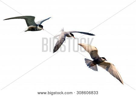 Isolated Bird. Bird: Common Tern. Sterna Hirundo. White Background.