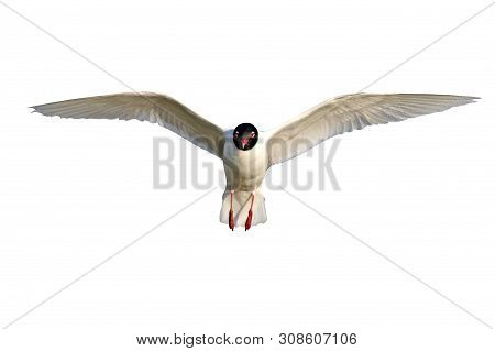 Isolated Bird. White Background. Bird: Mediterranean Gull. Ichthyaetus Melanocephalus.