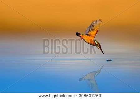 Amazing bird Kingfisher. Diving bird. Colorful nature background. Bird: Common Kingfisher. Alcedo at