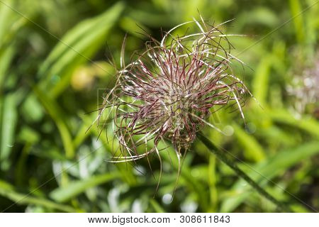 Detail Of Pasque Flower With Dew Drops After Flowering Pulsatilla Pratensis, Anemone Pratensis
