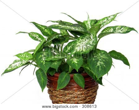 Diffenbachia