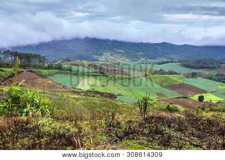 View Of Cabbage Fields In Northern Thailand