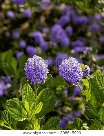 Ceanothus Thyrsiflorus, Known As Blueblossom Or Blue Blossom Ceanothus, Is An Evergreen Shrub In The