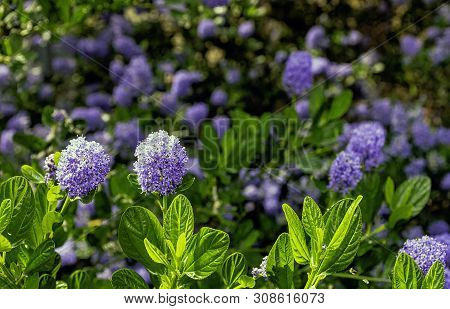 Ceanothus Thyrsiflorus, Known As Blueblossom Or Blue Blossom Ceanothus, Is An Evergreen Shrub In The