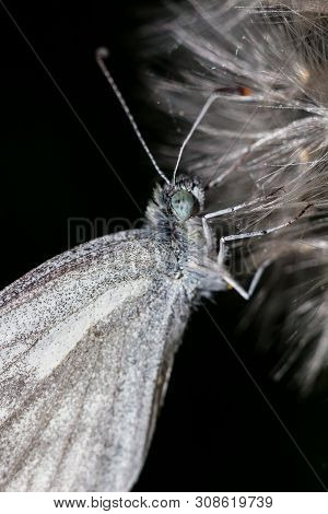 Wood White Butterfly (leptidea Sinapis) On A Dandelion Closeup