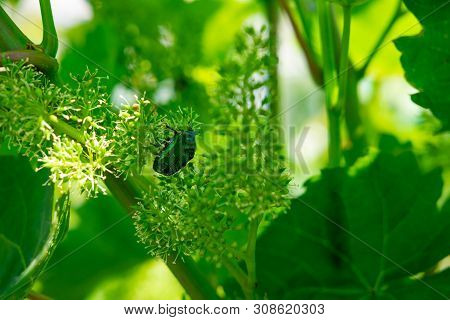 Close-up Photo Of A Golden Bronzovka Sitting On Grapes. Bronzovka Beetle Close Up. Beetles Pests On 