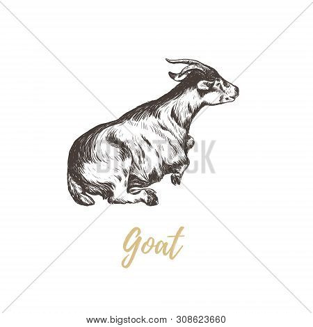 Goat Hand Drawing. Goat Skech. Goat Vector