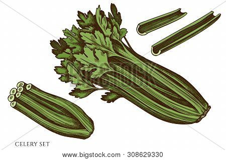 Vector Set Of Hand Drawn Colored Celery Stock Illustration