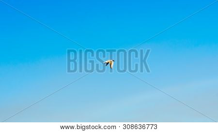 The Northern White Gull Flies On The Blue Sky.