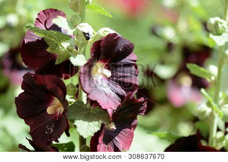 Dark Flowers Of The Hollyhock (alcea Rosea) In The Summer Garden Close-up