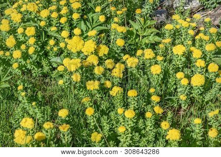 Beautiful Floral Background With Yellow Exotic Flowers Rhodiola Rosea Growing On Stones In The Mount