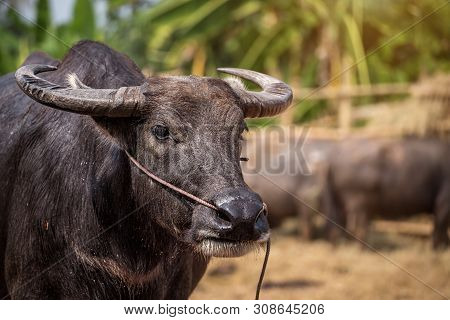 Group Of Thai Buffalo In The Farm, Thailand