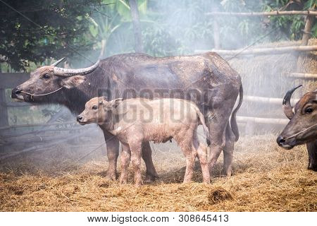 Group Of Thai Buffalo In The Farm, Thailand