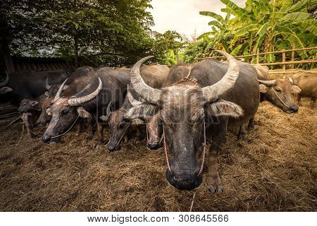 Group Of Thai Buffalo In The Farm, Thailand