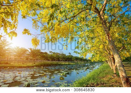 Cassia Fistula At Park In On Blue Sky Background In Thailand.