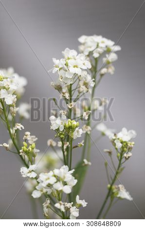 Horseradish Flowers On Gray, Close Up Shot, Local Focus