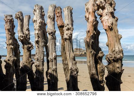 Big Breakwater, 3000 Trunks To Defend The City From The Tides, Plage De L Eventail Beach In Saint-ma