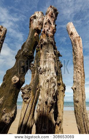 Big Breakwater, 3000 Trunks To Defend The City From The Tides, Plage De L Eventail Beach In Saint-ma