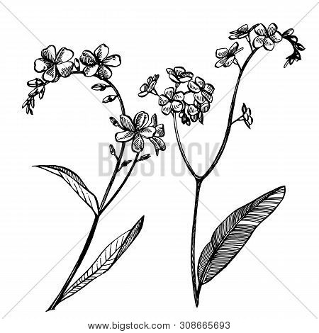 Forget-me-not Flowers. Botanical Illustration. Good For Cosmetics, Medicine, Treating, Aromatherapy,
