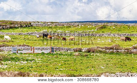 Cattle Grazing Among Stone Fences Near The Village Of Doolin, Wild Atlantic Way, Beautiful Sunny Spr