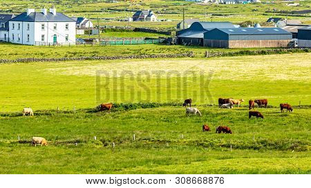 Cattle Grazing On A Farm Near The Village Of Doolin, Wild Atlantic Way, Beautiful Sunny Spring Day I