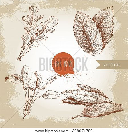 Herbs Sketch Set. Arugula, Mint Leaves, Basil And Bay Leaves. Hand Drawn Vector Illustrations. Retro