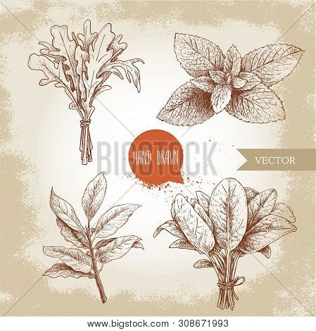 Herbs Sketch Set. Arugula Bunch, Mint Leaves, Basil And Bay Leaves. Hand Drawn Vector Illustrations.