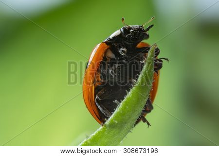 Seven-spot Ladybird, Coccinella Septempunctata On A Leaf