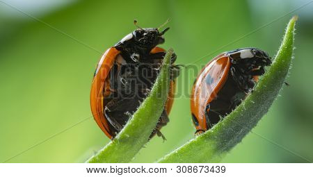 Seven-spot Ladybird, Coccinella Septempunctata On A Leaf