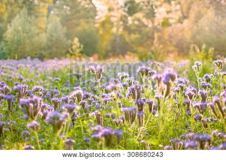 Purple Flower Of Lacy Phacelia Tanacetifolia, Close Up. Blue Tansy - Honey Plant, Attracting Pollina