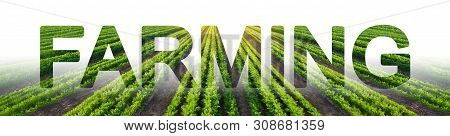 The Word Farming On The Background Of A Carrot Plantation Field. Agribusiness And Agro-industry. Far