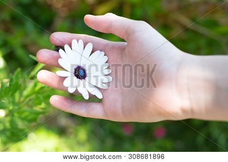 Childs Hand Holding A Daisy Which Is Still Attatched To The Plant