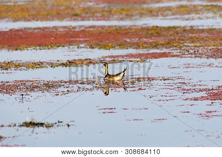 Spot Billed Duck Swans Geese Or Pati Hash(waterfowl Anatidae), A Chicken Size Bird Swimming In Lake 