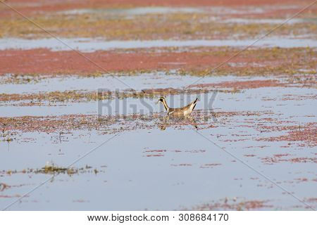 Spot Billed Duck Swans Geese Or Pati Hash(waterfowl Anatidae), A Chicken Size Bird Swimming In Lake 