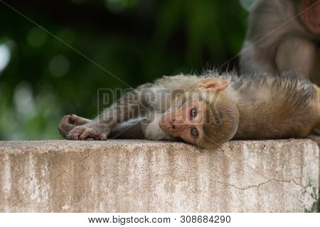 The Rhsesus Macaque Monkey Sitting On The Wall Under The Tree