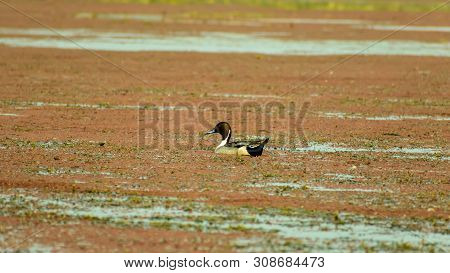 Spot Billed Duck Swans Geese Or Pati Hash(waterfowl Anatidae), A Chicken Size Bird Swimming In Lake 