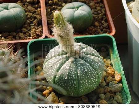 Astrophytum Asterias Cactus With A Bud, Ready To Bloom