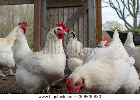 Close Up Of A Several White Bresse Chickens Inside A Chicken Coup, With Their Bright Red Comb, Cocke