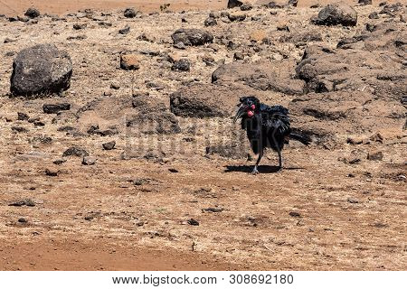 Northern Bald Ibis Or Geronticus Eremita In The Simien Mountains National Park In Northern Ethiopia,