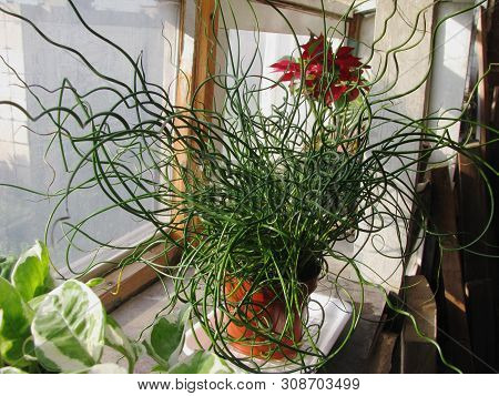 Unusual Plant Dzhunkus Aureostriata In The Home Collection