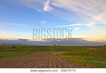 Vineyards at dusk in Pfalz, Germany