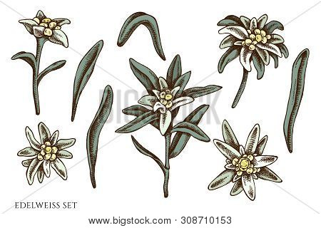 Vector Set Of Hand Drawn Colored Edelweiss Stock Illustration
