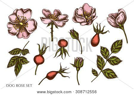 Vector Set Of Hand Drawn Colored Dog Rose Stock Illustration