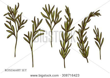 Vector Set Of Hand Drawn Colored Rosemary Stock Illustration