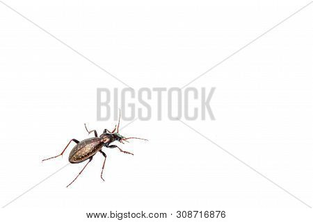 A Beautiful Shiny Ground Beetle (carabus Fabricii, Carabidae) Walking On Snow In The Austrian Alps
